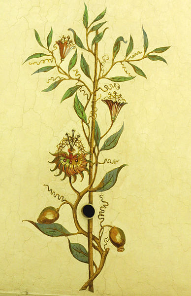 Passiflora