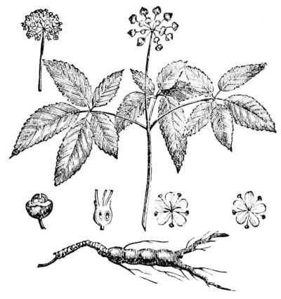 Ginseng - planta e raiz