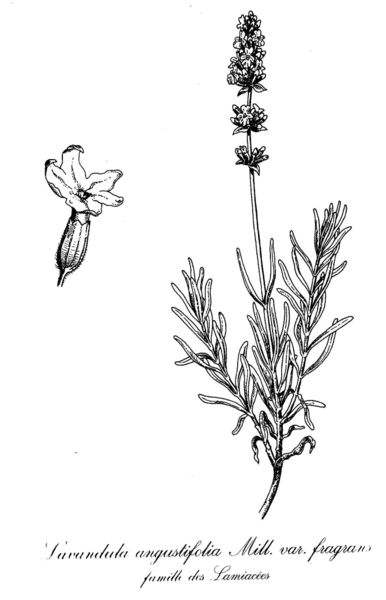 Lavanda